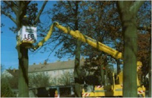 baumlaubusch.jpg (23525 Byte)