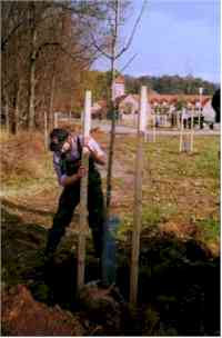 holgerpflanzenweb.jpg (7240 Byte)